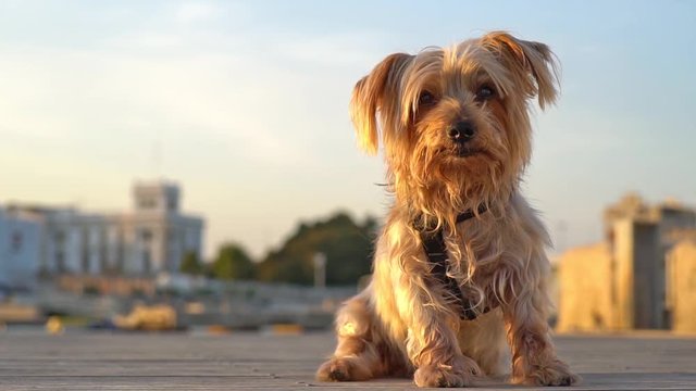 funny dog looking at camera, starts walking and approaching, doggie comes walking forward, Yorkshire Terrier