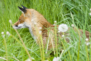 Red fox  (vulpes vulpes)