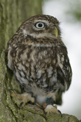 LIttle owl (athena noctua) sitting on branch on tree