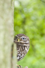 LIttle owl (athena noctua) sitting on branch on tree