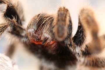 grammostola rosea