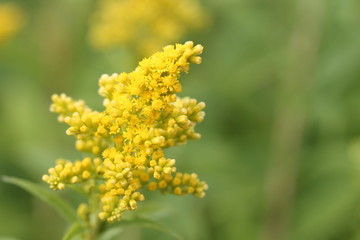 wild flower