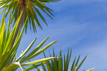 Tropic palm leaves in front of the blue sky