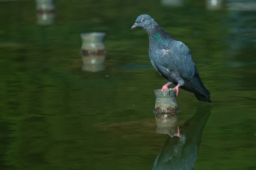 The Dove sits in the water over the fantasy turban and seeing nails / Pigeon in white marble fountain