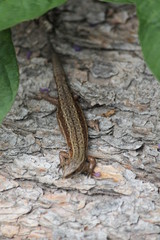 lizard