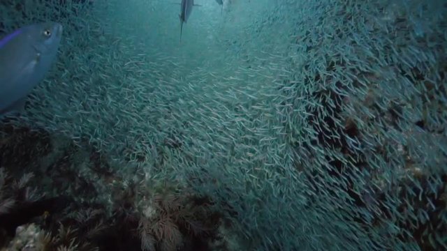 Giant school of minnows in Key Largo, Florida.