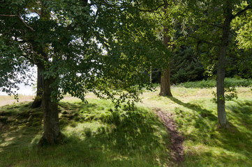 Path running through deciduous trees
