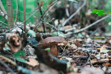 mushroom