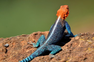Lizard