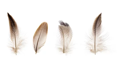 Papier Peint photo Plumes ensemble de belles petites plumes d& 39 oiseaux fragiles isolés sur fond blanc