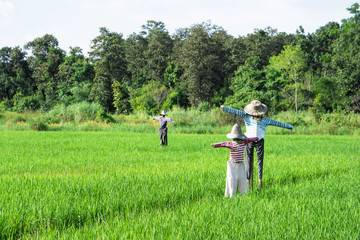 Scarecrows standing at green rice field with forest and blue sky background