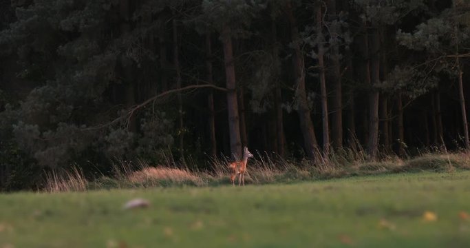 Wild roe deer grazing in a field