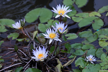 purple, violet water lily