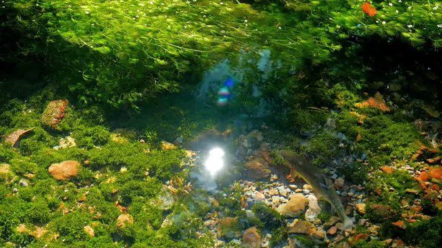 梅花藻とニジマス