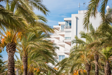 Fototapeta na wymiar View of the palm avenue on the promenade in Salou, Tarragona, Spain. Close-up.