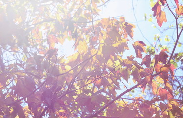 Obraz na płótnie Canvas Florida Maple Tree with sun in background
