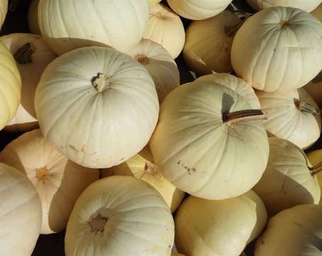 A pile of sweet taste winter squash for sale