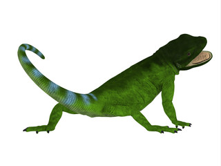 Chuckwalla Lizard Tail - The Chuckwalla is a large lizard found primarily in arid regions of the southern United States and northern Mexico.
