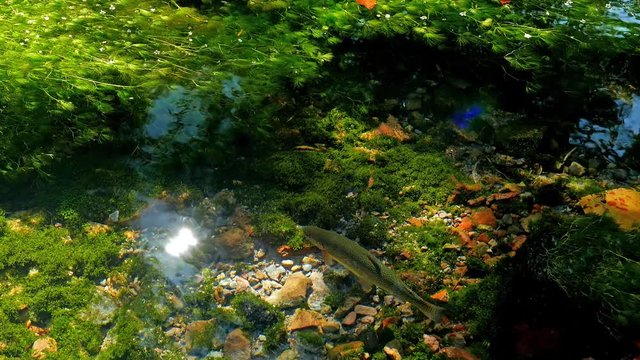 梅花藻とニジマス