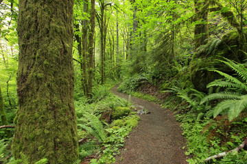 a picture of an Pacific Northwest forest trail