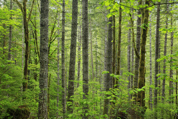 Fototapeta premium a picture of an Pacific Northwest forest 