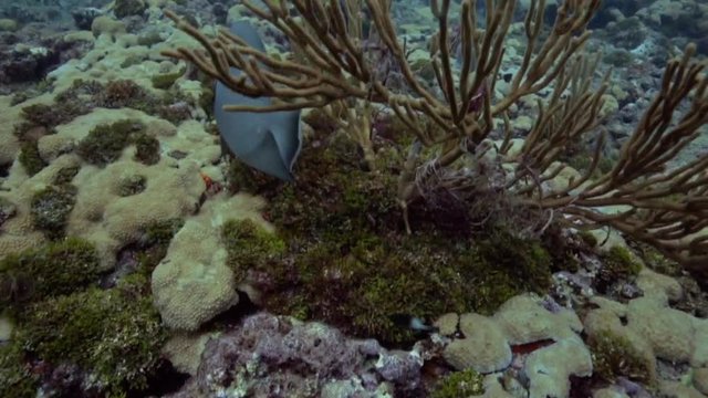Tropical fish swimming around the USS Spiegel Grove wreck, in the Florida Keys. 