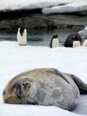 Naklejka premium Antarctica