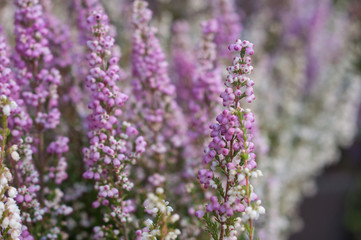 fleurs de bruyère en gros plan