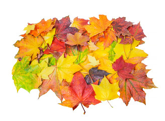 A pile of colorful autumn maple leaves