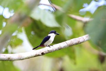 Ultramarine kingfisher (Todiramphus leucopygius) in Solomon Island

