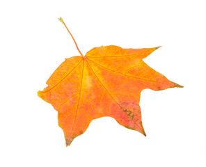 One beautiful maple leaf