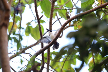 Ultramarine kingfisher (Todiramphus leucopygius) in Solomon Island

