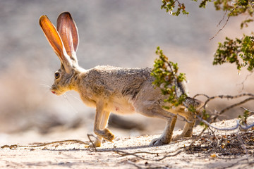 Jack Rabbit in Anza-Borrego Desert