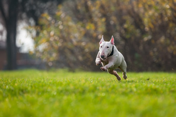 Emma, der Bullterrier