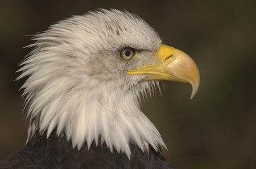 Mature adult Bald eagle (Haliaeetus leucocephalus)
