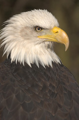 Mature adult Bald eagle (Haliaeetus leucocephalus)