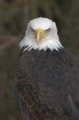 Mature adult Bald eagle (Haliaeetus leucocephalus)