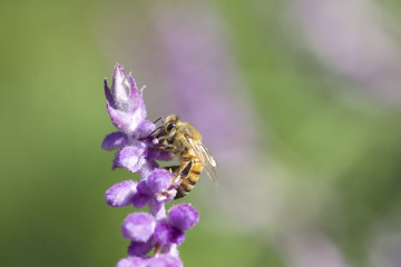 Honey bee gathering pollen on purple Mexican sage flowers