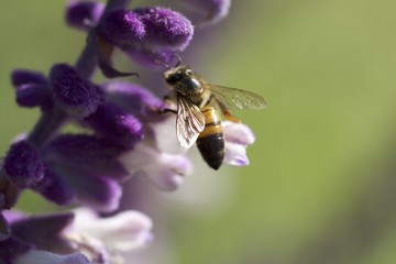 Honey bee gathering pollen on purple Mexican sage flowers