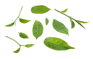 green tea leaf isolated on white background