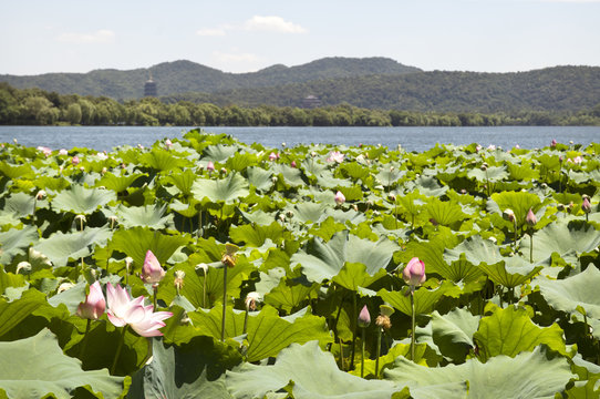 Lotus flowers, West Lake, China, with Leifeng Pagoda in the background
