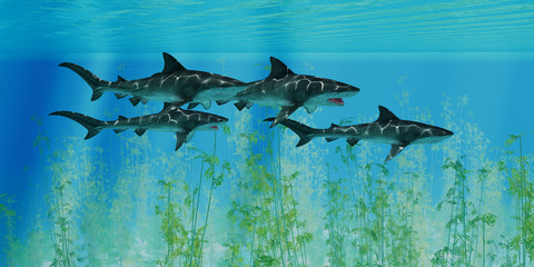Tiger Sharks prowl the Ocean - Several Tiger sharks swim together over an ocean kelp forest searching for their next prey.