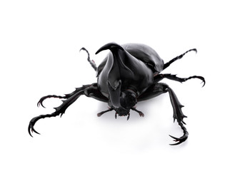 Dynastinae on white background