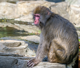 Japanese Macaque (Snow Monkey)  Sitting on a Rocky Outcrop