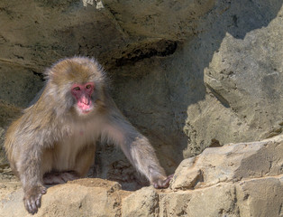 Japanese Macaque (Snow Monkey) Sitting in a Rocky Outcrop