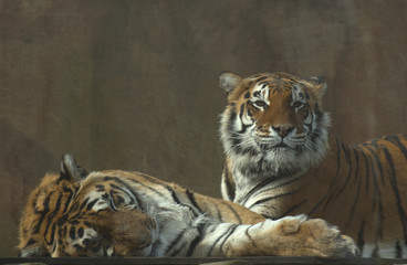 Male and female Siberian tiger (panthera tigris altaicia)