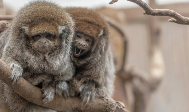 Pair of  Bolivian Titi Monkeys in a Tree