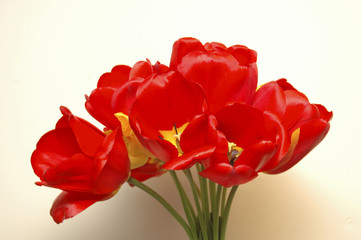 Obraz premium Tulips