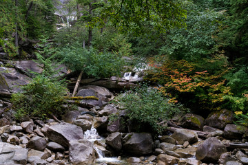 Foliage Near the Stream at Shannon Falls