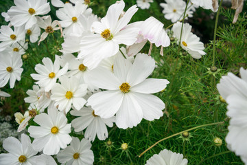 Large Daisies in a Garden